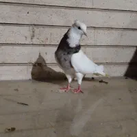 طوقی سرور مهر