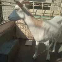 فروش بز دورگ سانا جوان وشیرا