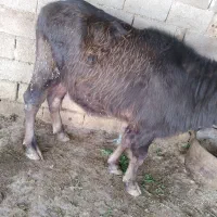 گاومیش ماده|حیوانات|اهواز, دغاغله|دیوار