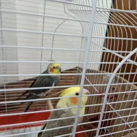 پرنده|پرنده|رشت, پسیخان|دیوار