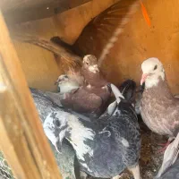 جوجه‌پرشی|پرنده|ساوه, |دیوار