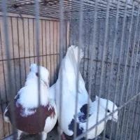 طوقی|پرنده|سامان, |دیوار