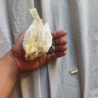 عروس هلندی|پرنده|ملایر, |دیوار