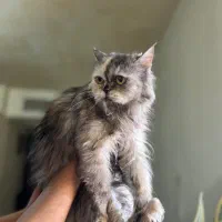 واگذاری گربه پرشین چینچیلا سیلور