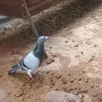 پلاکی|پرنده|آبدانان, |دیوار