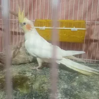 یک جفت عروس هلندی|پرنده|چناران, |دیوار