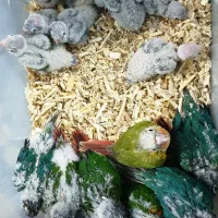 سالن تکثیر گرینچیک (جوجه سرلاکی و جفت جوانه)|پرنده|مشهد, رضاشهر|دیوار