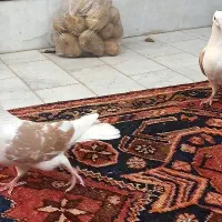 پشت زرد دوبالی پشتار پش|پرنده|تاکستان, |دیوار