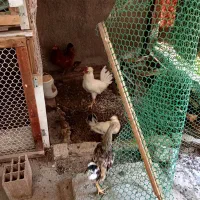 فروش سه عدد جوجه پنج ماهه