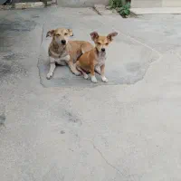 سگ‌پاکوتاه