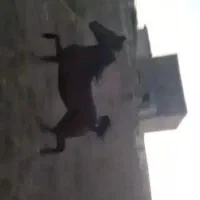 کره نریان ۳۰ ماه