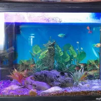 آکواریم ماهیران