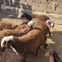 بره|حیوانات مزرعه|فیروزآباد (لرستان), |دیوار