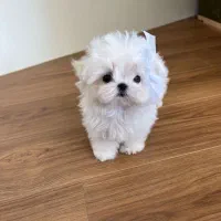 توله مالتیپوعه عروسکی|سگ|تهران, جنت‌آباد مرکزی|دیوار