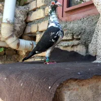 بزک یاسینه سفید