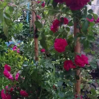 گلخونه ی گل نرگس کوهدشت