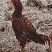 خروس و مرغ لاری|حیوانات مزرعه|قزوین, |دیوار