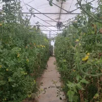 سرکارگر گلخانه