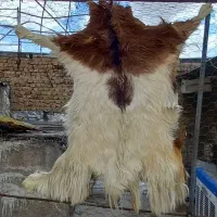 پوست بز|صنایع دستی و سایر لوازم تزئینی|محمدشهر, کوی بهار|دیوار