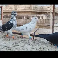 دسته کفتر گلی و ابلغ|پرنده|شیراز, فخرآباد (دروازه کازرون)|دیوار