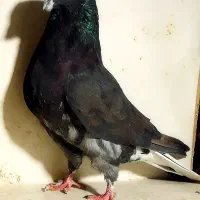 کبوتر کفتر ۹عدد