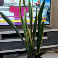 گل سانسوریا