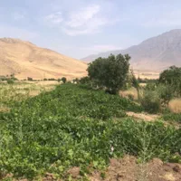 باغ انگور و میوه