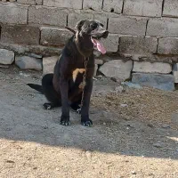 ماده سرابی نسل دار ۱۵ماه