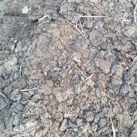 کود بلدرچین کبوتر