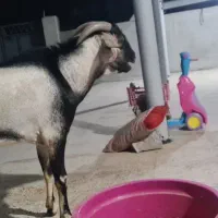 نری زیبای سومال ۲ ساله مخصوص داشت|حیوانات مزرعه|بندرعباس, |دیوار