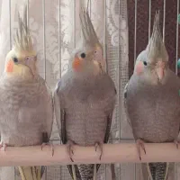 عروس هلندی