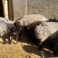 تعدای میش سوز ملحه بره دار قیمت توافقی|حیوانات مزرعه|رونیز, |دیوار