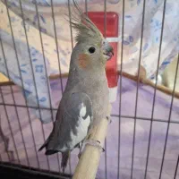 عروس هلندی ماده