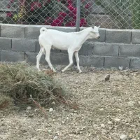 نر سومال