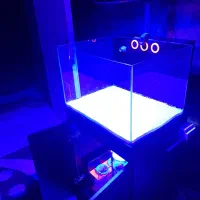 آکواریوم آب شور|ماهی|تهران, سلسبیل شمالی|دیوار