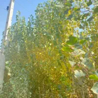 نهالستان صنوبر|خدمات باغبانی و درختکاری|شوط, |دیوار