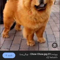 سگ چاوچاو پیدا شده سگ چائوچائو پیدا شده