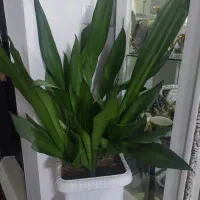 سانسوریا مهتابی