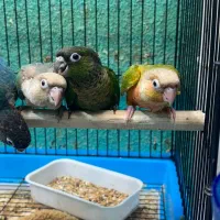 طوطی گرینچیک در انواع سایز و رنگ|پرنده|قائم‌شهر, |دیوار