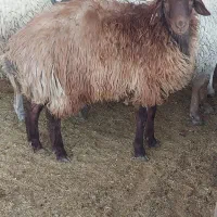 بره شیشک.همو