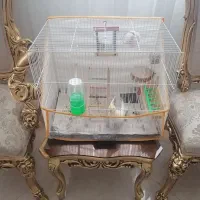 عروس هلندی