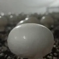 کمپوست قارج دکمه ای آماده بذرپاشی+اموزش کشت قارچ
