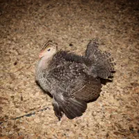 جوجه بوقلمون۴۰ روزه|حیوانات مزرعه|همدان, |دیوار