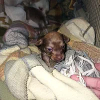 پاکوتا جیبی سایز بسیار ریز|سگ|آق قلا, |دیوار