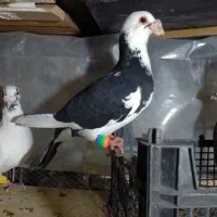 گم شده|حیوانات|گلبهار, شهر جدید گلبهار|دیوار