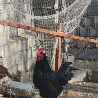 فروش خروس سیاه درشت و سالم و سرحال