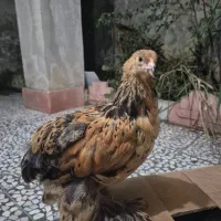 برهما،برهما پورسلن