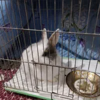 خرگوش با قفس|موش و خرگوش|تاکستان, |دیوار