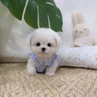 poodle(پودل کراس)|سگ|تهران, قلمستان|دیوار
