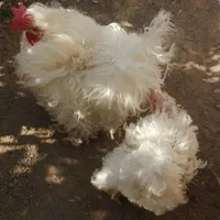 تخم نطفه دار..|حیوانات مزرعه|سبزوار, ایزی شهر|دیوار